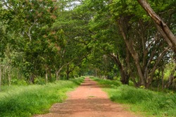 Dirt Road Path Through The Forest (Tree Tunnel) And Lush Green Meadows