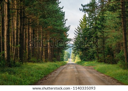A dirt road and pine trees in Dolly Sods Wilderness, Monongahela National Forest, West Virginia.