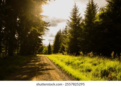 Dirt road in a remote, empty forest, covered in Pine Trees. Great Britain. UK. - Powered by Shutterstock