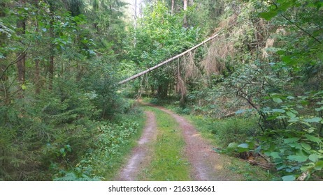 A dirt road runs through a mixed forest. A spruce was blown down by the wind in the forest and as it fell it leaned against another tree and hovered over the road creating a danger for moving under it