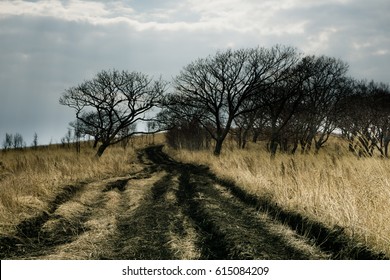 Dirt road in the spring fields