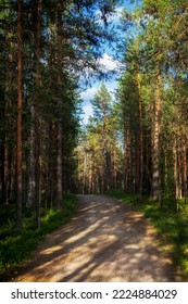 Dirt Road With Sun Glare In A Pine Forest