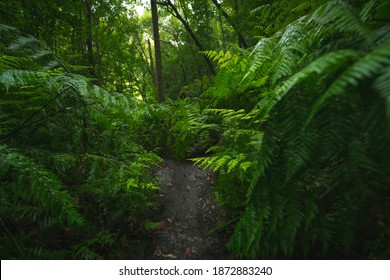 Dirt Road Surrounded By Tall Ferns With A Sunlit Forest In The Background