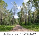 Dirt Road through Aspen tree forest to Jarbidge Campground near the Upper Bluster Camping Site in the Humbolt-Toiyabe National Forest, Elko County, Nevada