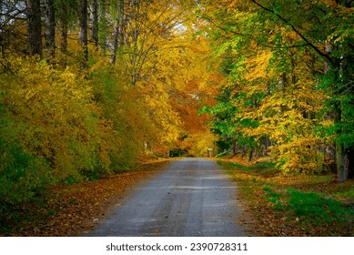 dirt road through autumn forest, forest landscape with golden leaves