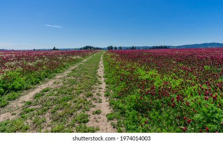 Dirt Road Through Crimson Clover Field