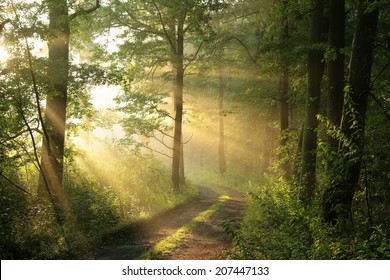 Aerial View of a Lonely Road in the Woods Free Stock Photo | picjumbo