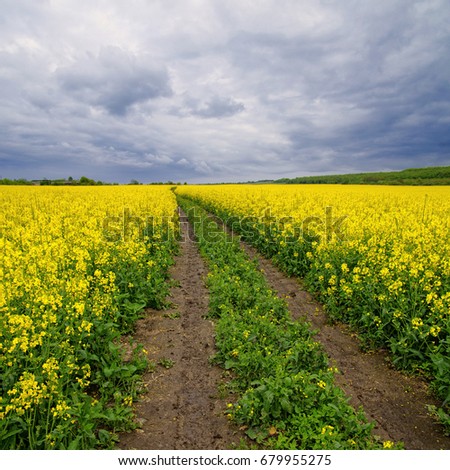 Dirt Road through Fields of blooming Rape