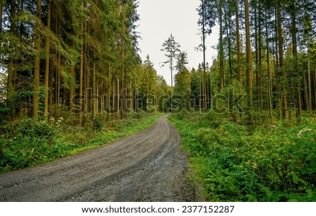 Dirt road through the forest. Forest road way. Road in forest. Forest road landscape
