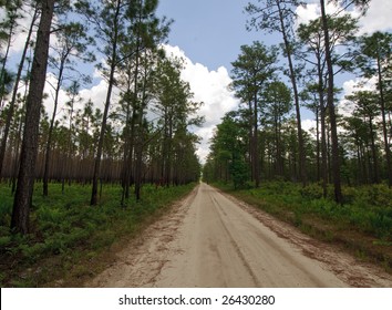 Dirt road through a pine forest