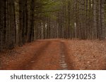 A dirt road through pine trees in the spring