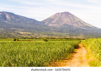 A dirt road through a sugarcane field leading to the bottom of Chonco volcano in Nicaragua