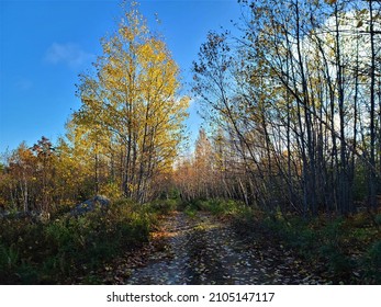 A dirt road through the wilderness covered in leaves. The ground is littered with falling leaves and the trees are beautiful with their Autumn foliage.