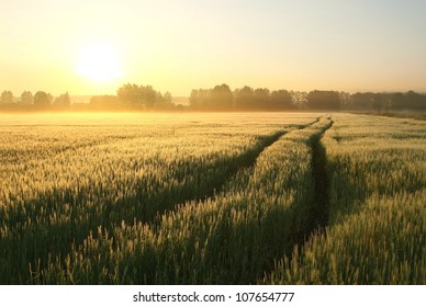 Dirt Road in a wheat field on a foggy spring morning. Rural landscape at sunrise. - Powered by Shutterstock