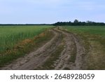 A dirt road winding through a green field under a coudy evening sky