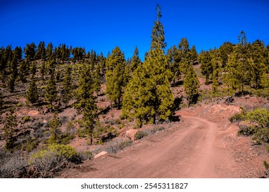 A dirt road winds through a forest of pine trees. The sky is clear and blue, and the sun is shining brightly. The scene is peaceful and serene, with the trees providing a sense of calm and tranquility - Powered by Shutterstock