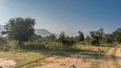 A Dirt Road Winds Through The Jungle. Green Grass, Trees, Bushes Grow On The Roadsides. Mountains In The Distance Against A Clear Blue Sky. India. Sariska National Park.