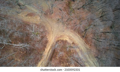 Dirt Roads In The Forest Branch Among The Autumn Trees. Aerial Photography.