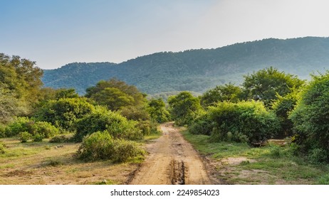 A dirt safari road runs through the jungle. Ruts are visible on the soil. There are lush bushes and trees on the roadsides. Ahead, against the blue sky, a mountain. India. Sariska National Park - Shutterstock ID 2249854023