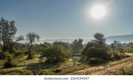 A dirt safari road runs through the jungle. A pond is visible between the trees. Green grass on the roadsides. The sun is shining in the blue sky. A mountain range in the distance. India. Sariska  - Powered by Shutterstock