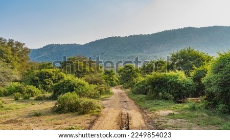 A dirt safari road runs through the jungle. Ruts are visible on the soil. There are lush bushes and trees on the roadsides. Ahead, against the blue sky, a mountain. India. Sariska National Park