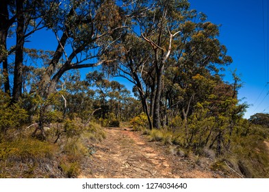 Dirt Track In The Australian Bush On A Sunny Day