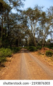 Dirt Track In Fever Tree Forest Kruger NP South Africa