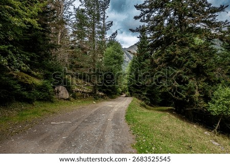 A dirt track winds through a dense pine forest, revealing a mountain peak under a dramatic sky in the Spanish Pyrenees