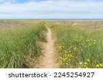 Dirt Trail Leading Through Yellow Flower Field to Ocean
