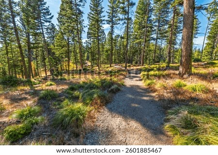 A dirt trail through a section of forest at the Garnet Ghost Town recreational area managed by the Bureau of Land Management in Garnet, Montana.	