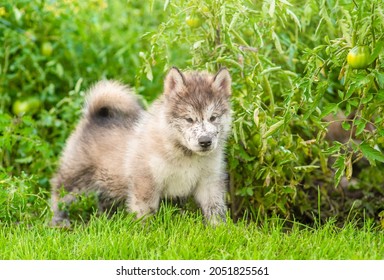 Dirty Alaskan Malamute Puppy Walking On Green Summer Grass