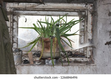 Dirty Aloe Vera Basement 