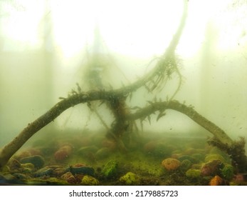 Dirty aquarium with algae and it has murky - Shutterstock ID 2179885723