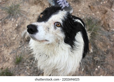 Dirty Border Collie Face Guilty