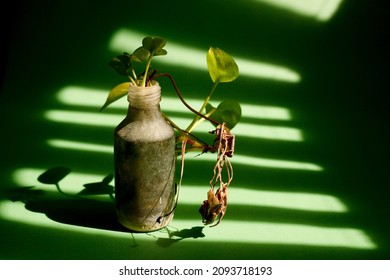 674,610 Vase of plant Images, Stock Photos & Vectors | Shutterstock