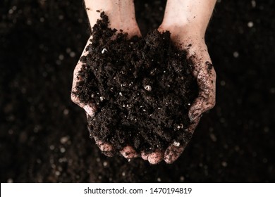 Dirty Bright Dirty Woman Hands Holding Dark Moist Soil.