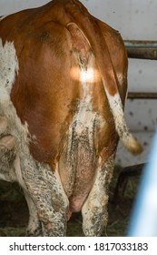 dirty butt of a cow with cow dung