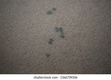 Dirty Carpet Black Spots Close Stock Photo 1366739336 | Shutterstock