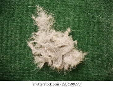 Dirty Carpet In The House. Pet Hair On A Green Carpet, Close-up.