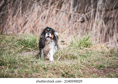 Dirty Cavalier Dog In A Field. Funny Facial Expression Of A Doggy In Motion. Pet Photography In The Wilderness. Selective Focus On The Details, Blurred Background.