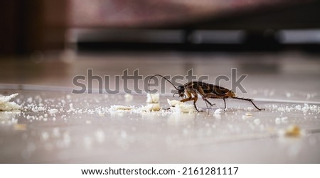 dirty cockroach walking on the floor eating crumbs of garbage, disgusting insect indoors, need for detection