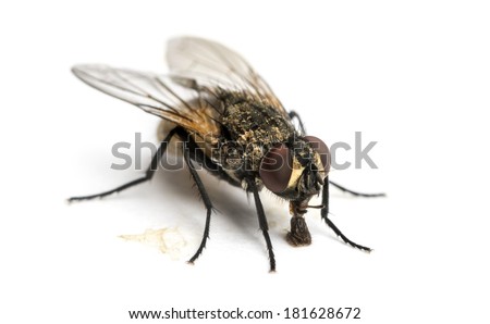 Dirty Common housefly eating, Musca domestica, isolated on white