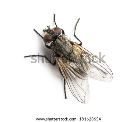 Dirty Common housefly viewed from up high, Musca domestica, isolated on white