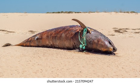 A dirty corpse of a dolphin thrown on the seashore - Shutterstock ID 2157094247