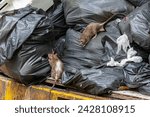 Dirty disgusting rats on area that was filled with sewage, smelly, damp, and garbage bags. Referring to the problem of rats in the city, disease outbreaks from animals, filth of city. Selective focus.