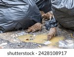 Dirty disgusting rats on area that was filled with sewage, smelly, damp, and garbage bags. Referring to the problem of rats in the city, disease outbreaks from animals, filth of city. Selective focus.