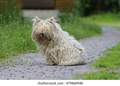 Dirty Dog In Countryside, Europe