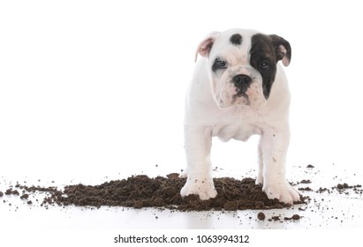 Dirty Dog Digging In The Dirt