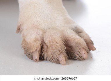 Dirty Dog Feet Or Paw On White