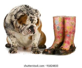 Dirty Dog And Muddy Boots - English Bulldog Sitting Beside Rubber Boots On White Background